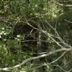 View of Pyrites Crusher remains in thick deciduous woodland