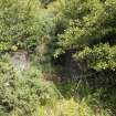 View from south of remains of Pyrites Crusher in dense undergrowth