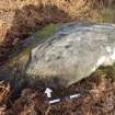 Digital photograph of perpendicular to carved surface(s), Scotland's Rock Art Project, Aigas, Highland