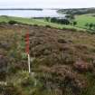 Walkover Survey photograph, Prehistoric field banks (92e), Cambusmore Estate, Dornoch, Highland