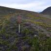 Walkover Survey photograph, Turf and stone bank (116), Cambusmore Estate, Dornoch, Highland