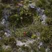 Walkover Survey photograph, Looking into the kiln bowl (128e), Cambusmore Estate, Dornoch, Highland