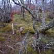 Walkover Survey photograph, Kerb cairn (67), Cambusmore Estate, Dornoch, Highland