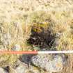 Survey photograph, Wade Road - Animal burrow in bank of road at top of revetment wall, A9 Dualling - Tomatin to Moy, Highland