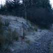 Survey photograph, North of Layby 172: Commercial forestry plantation is on higher ground sloping up on a 2m bank, A9 Dualling - Tomatin to Moy, Highland