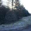 Survey photograph, North of Layby 172: Commercial forestry plantation on the east side of the A9, A9 Dualling - Tomatin to Moy, Highland