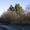 Survey photograph, At Layby 172: South end of Meallmore forestry plantation, with sparse natural woodland, A9 Dualling - Tomatin to Moy, Highland