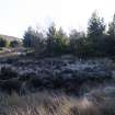 Survey photograph, South of Layby 172: Edge of commercial forestry plantation with interspersed natural woodland, A9 Dualling - Tomatin to Moy, Highland