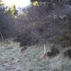 Survey photograph, South of Layby 172: 5m tall bank with sparse natural trees., A9 Dualling - Tomatin to Moy, Highland