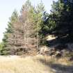 Survey photograph, South of layby 172: General view of commercial forestry plantation on the east side of the A9, A9 Dualling - Tomatin to Moy, Highland