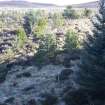 Survey photograph, North of layby 170: Scattered edge of forestry plantation on the east side of the A9 with heather, A9 Dualling - Tomatin to Moy, Highland