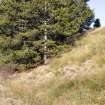 Survey photograph, North of layby 170: Gap in line of conifers set on a 3m high bank on the east side of the A9, A9 Dualling - Tomatin to Moy, Highland