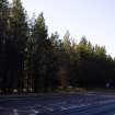 Survey photograph, South of layby 171: General view of forestry plantation with the end of the raised bank, A9 Dualling - Tomatin to Moy, Highland