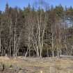 Survey photograph, Natural woodland, A9 Dualling - Tomatin to Moy, Highland