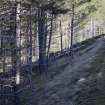 Survey photograph, Commercial plantation forestry on the north side of the A9 with steep bank, A9 Dualling - Tomatin to Moy, Highland