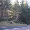 Survey photograph, Commercial plantation forestry on the south side of the A9 with 3m high raised bank, A9 Dualling - Tomatin to Moy, Highland