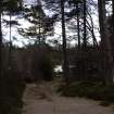 Survey photograph, Track through woodland overgrown with trees, A9 Dualling - Tomatin to Moy, Highland