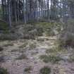 Survey photograph, Track through woodland overgrown with trees, A9 Dualling - Tomatin to Moy, Highland