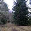 Survey photograph, Forestry track amongst conifers and natural woodland mix, A9 Dualling - Tomatin to Moy, Highland