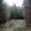 Survey photograph, Small clearing in the conifer plantation with fallen trees, A9 Dualling - Tomatin to Moy, Highland