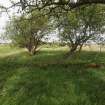 Gretna, Hm Factory, Eastriggs Explosives Factory, Wood Shed