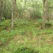 View of the moss- and tree-grown remains of the Laboratory from the SSW