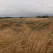 View of the Refrigeration House: the grass-grown floor from the NNW