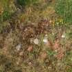 Detail of the erosion on the crest of the blast mound at its SE corner (Final Wash House W30)