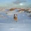 On-line Digital Images On-line Digital Images