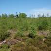 Watching Brief photograph, Scrubland to north of Scheduled area taken from SE, Five Jays, Cleghorn, South Lanarkshire