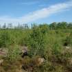 Watching Brief photograph, Scrubland to north of Scheduled area taken from SW, Five Jays, Cleghorn, South Lanarkshire