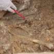 Excavation photograph, Possible organic deposit under left radius, Keas Cottage, Spinningdale, Highlands