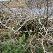 Field survey photograph
