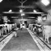 View from SW in main byre - note the scales for weighing the milk.
See MS/744/100/1 & 2, item 23