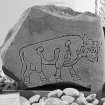 View of Burghead no.3 Pictish symbol stone fragment.