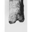 Burrian Broch, North Ronaldsay,
Incised bone
Inv. 193