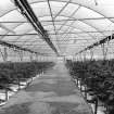 Oldmeldrum, Distillery Road, Glengarioch Distillery, Interior
View showing greenhouse