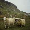 Scanned image of Canna. View of sheep.