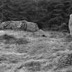 View of recumbent and stones of the circle.
Negative captioned 'Loanhead Circle Daviot viewed from the West Ap 1906'.