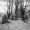 General view.
Original glass negative captioned 'Remains of Stone Circle in Deer Park, Monymusk March 1902'.