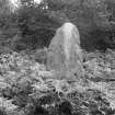 View of upright.
Print card captioned 'Showing one of the standing stones and central cairn. From NW'.
Original negative captioned 'Clune Hill Stone Circle, view from West showing interior rampart 1904'.