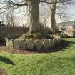 View of re-used gravestones around base of tree in graveyard. Digital image of D/41929/CN.