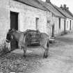 View showing donkey outside cottages
