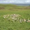 General view of hut and lazy beds at Fionn-Aird, Muck.