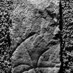 View of fragment of Turriff Manse Pictish symbol stone.