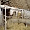 Interior. View of  byre