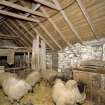 Interior. View of  byre showing roof structure