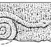 Scanned ink drawing of Kinnell 1 Pictish stone