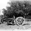 Bullock drawn cart with driver.  Unknown location.