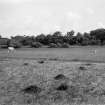 Cattle grazing in field.
Unknown location.